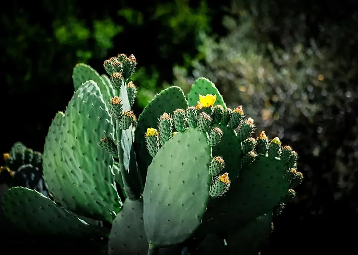 Conte Cavour Nocleg ze śniadaniem Peschici