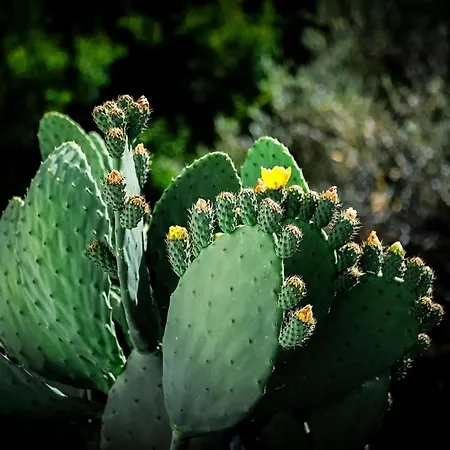 Conte Cavour Bed & Breakfast Peschici