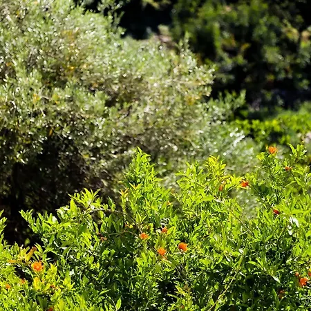 Bed & Breakfast Conte Cavour Peschici